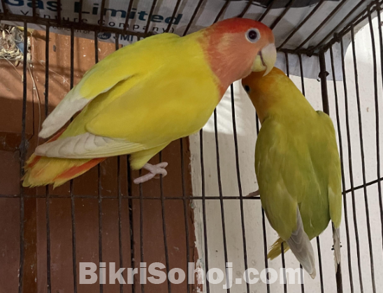 Lovebird & Cockatiel